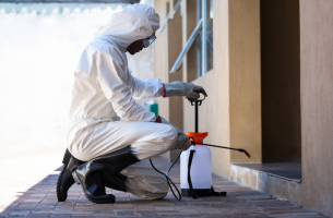 Como acabar com ratos em São Bernardo do Campo SP?
