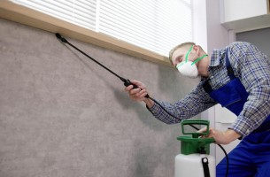 Dedetização preventiva em comércios: vale a pena investir?