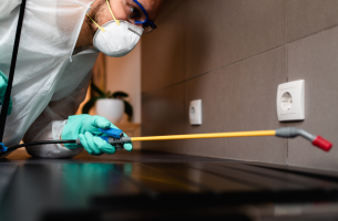 Dedetização preventiva em comércios: vale a pena investir?