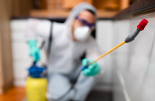 Quanto custa dedetização em São Bernardo do Campo SP?