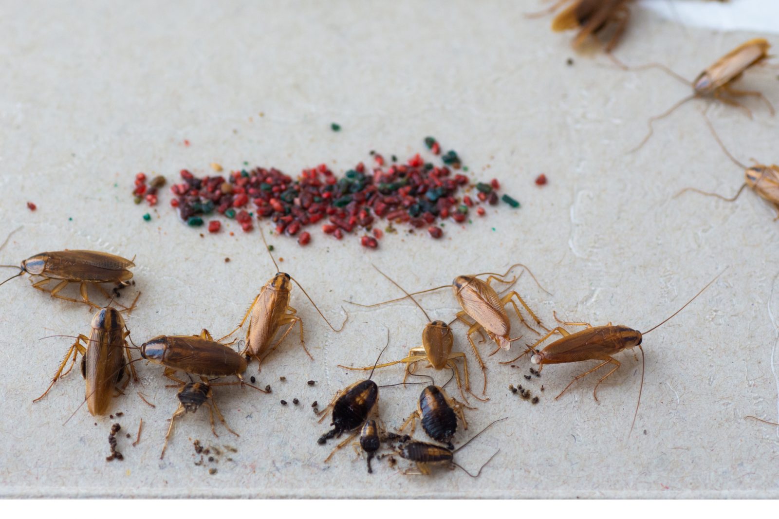 Dedetização de Baratas perto de mim: Como eliminar infestações com segurança Dedetização de Baratas perto de mim: Como eliminar infestações com segurança