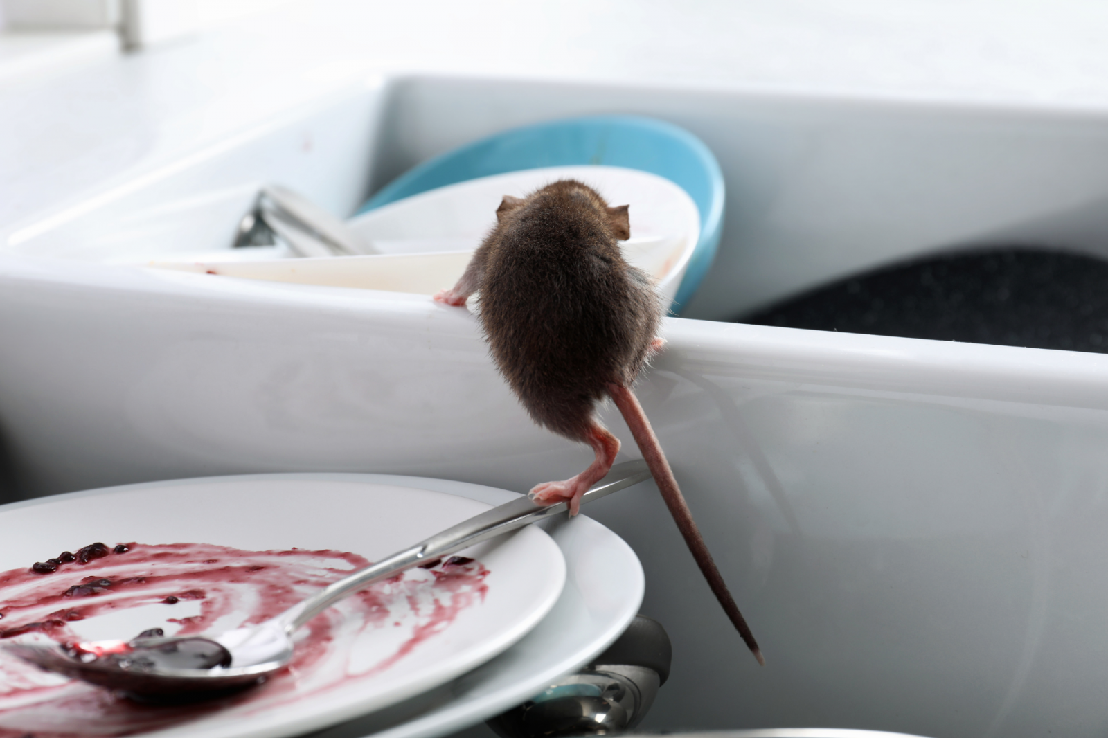 Dedetização de Ratos e Roedores: Como Funciona e Quando Vale a Pena? Dedetização de Ratos e Roedores: Como Funciona e Quando Vale a Pena?