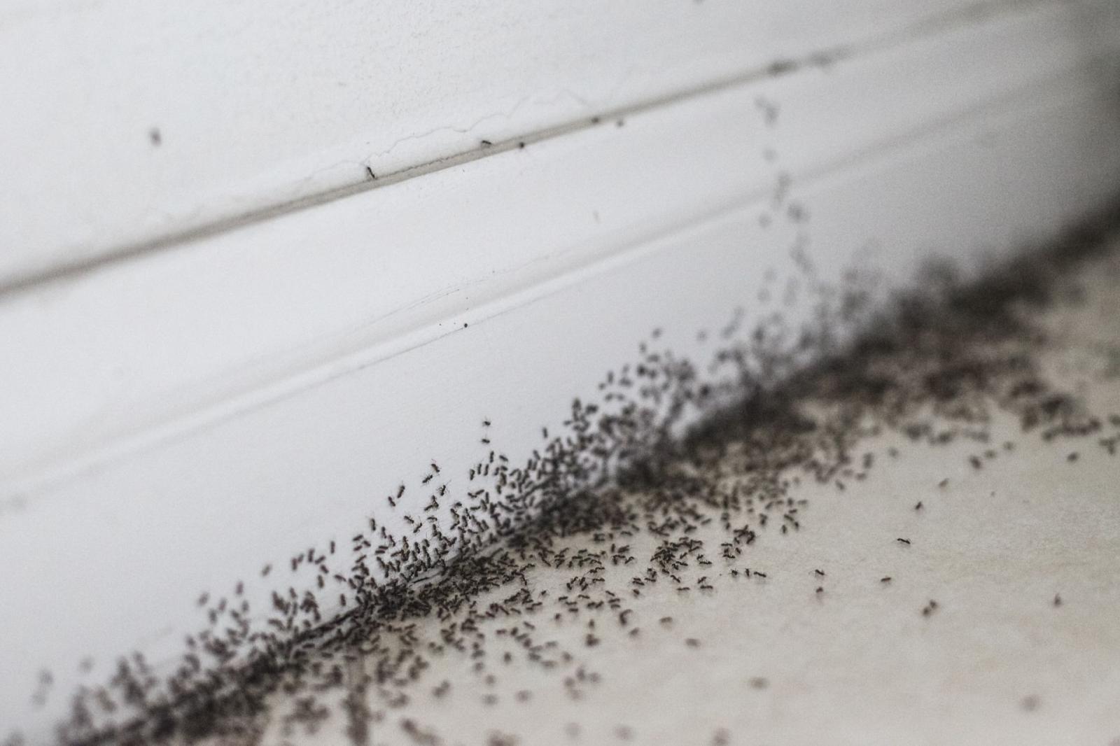 Como Saber Se Há Infestação de Pulgas? Como Saber Se Há Infestação de Pulgas?