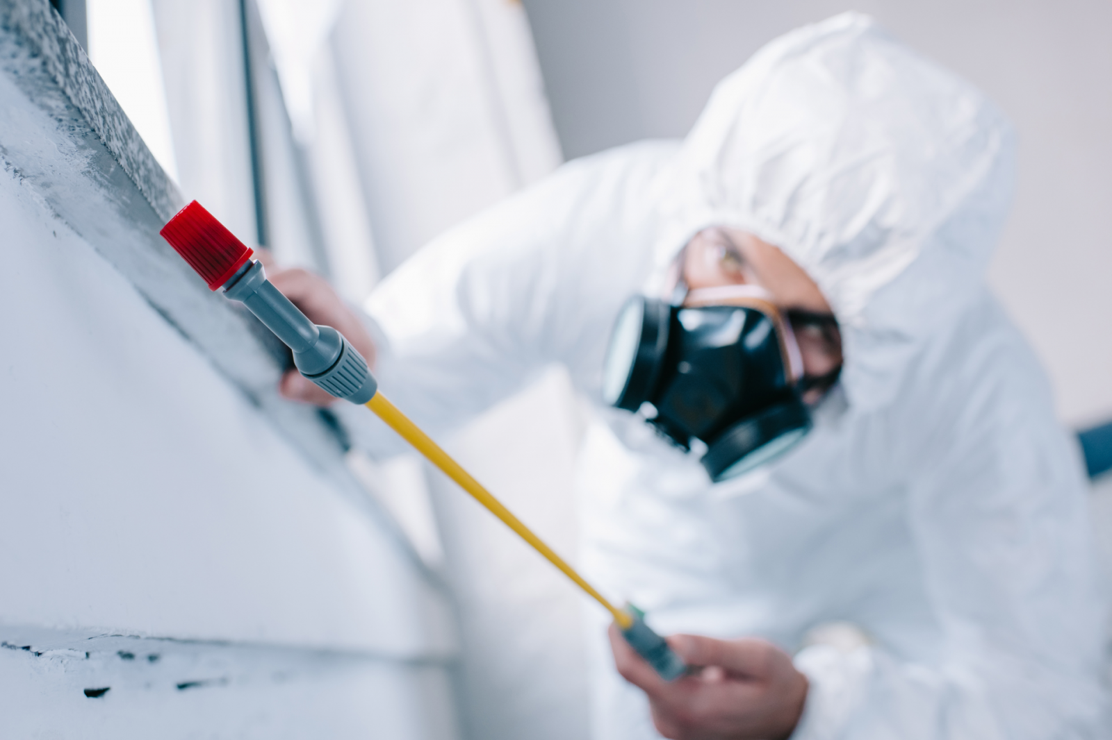 >Dedetização de baratas: como eliminar infestações e evitar o retorno? >Dedetização de baratas: como eliminar infestações e evitar o retorno?