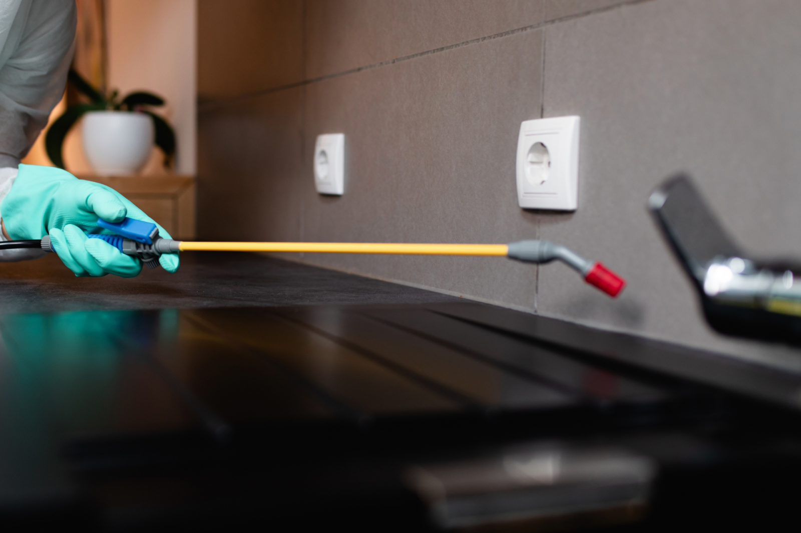 Dedetização de ratos: como proteger sua casa ou empresa de infestações