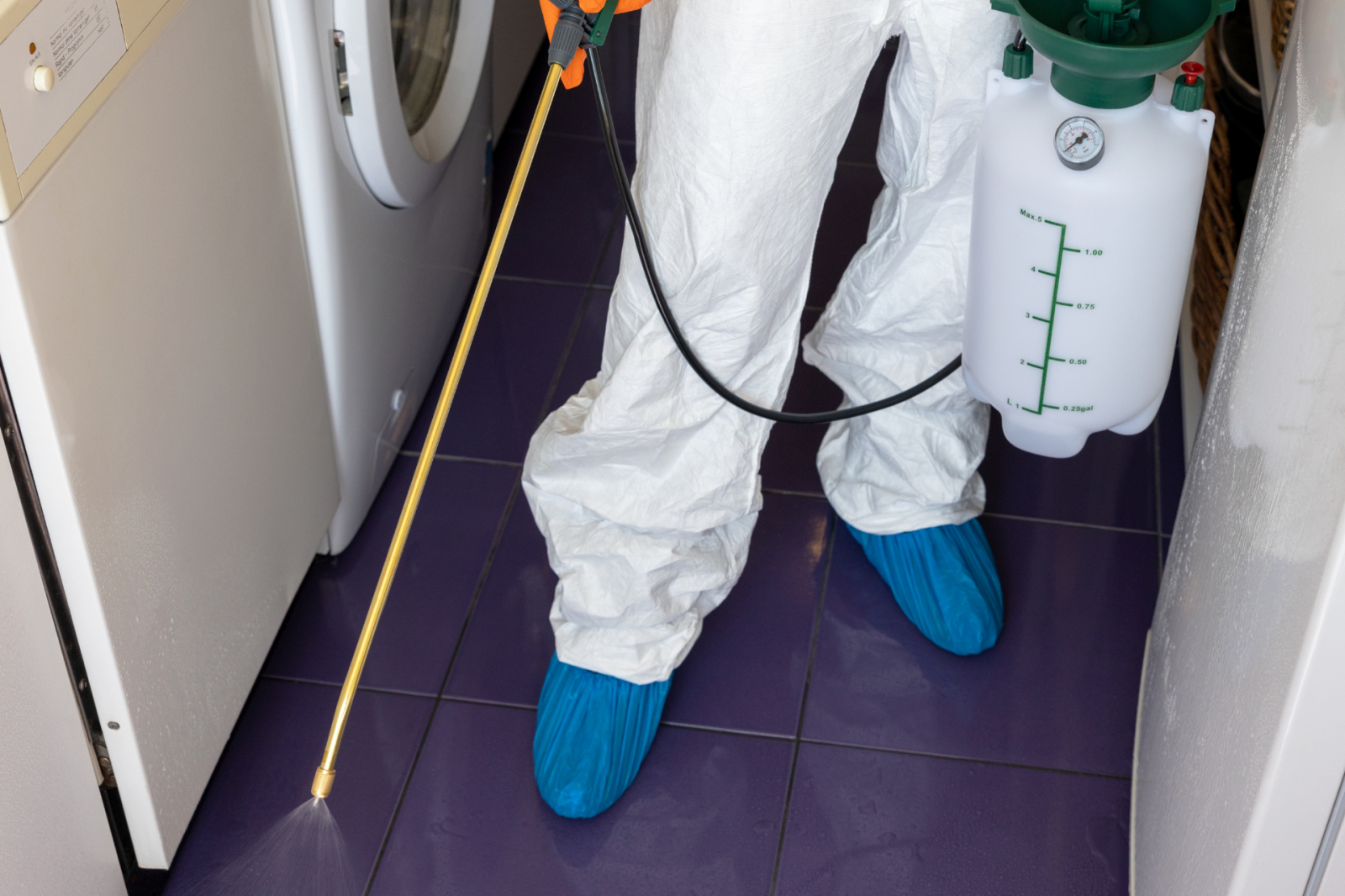 Dedetização em comércios: quando fazer e por que é essencial para empresas