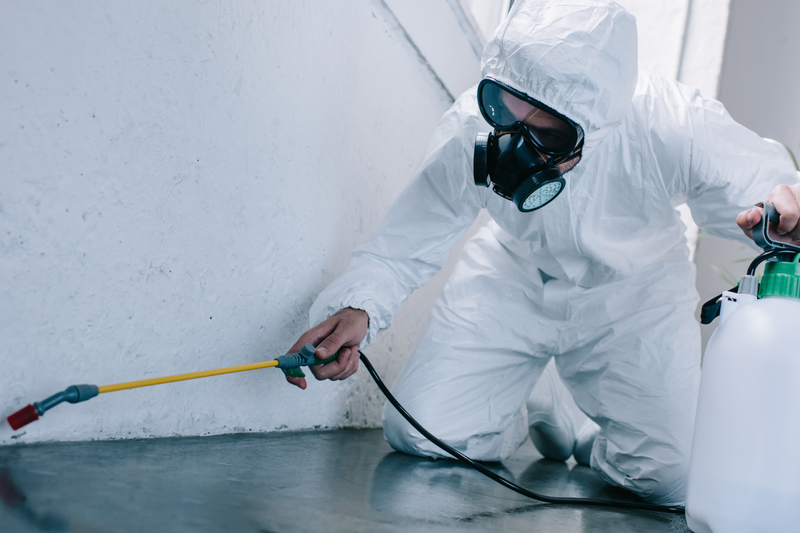 Sinais de infestação em comércios no centro de São Paulo: quando chamar dedetização