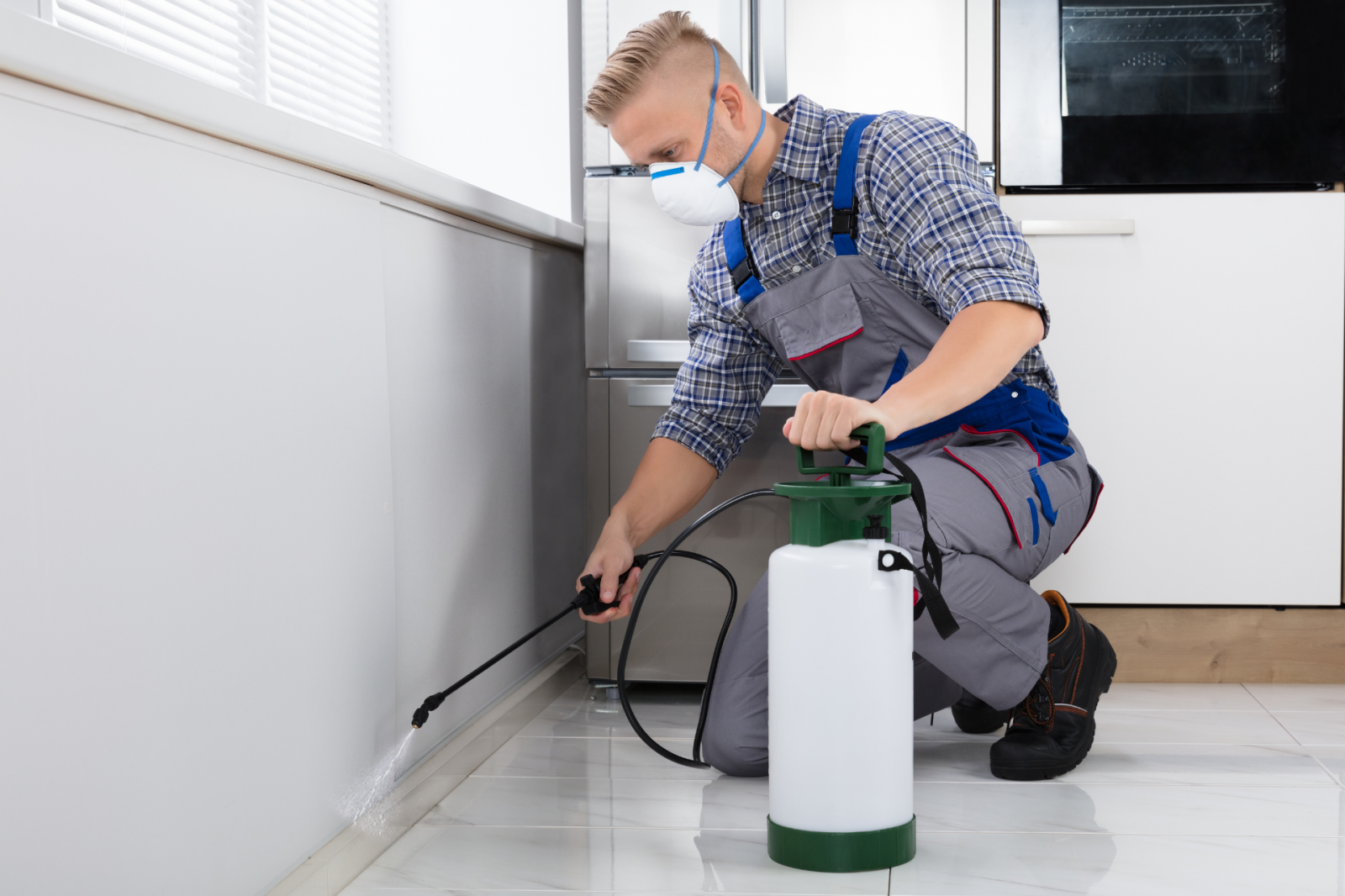 Como eliminar baratas em Osasco de forma definitiva