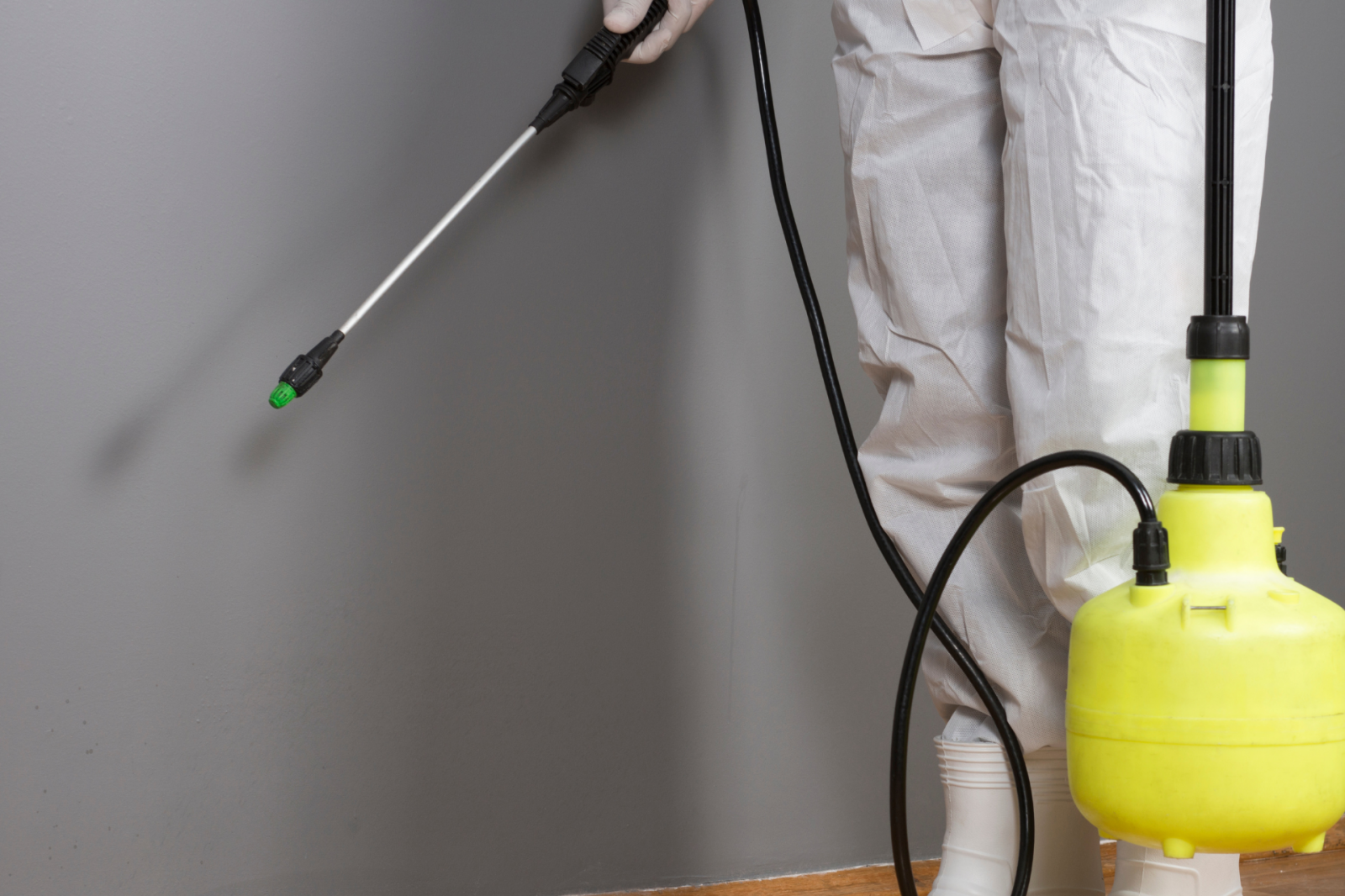 Dedetização em comércios alimentícios: como evitar contaminação